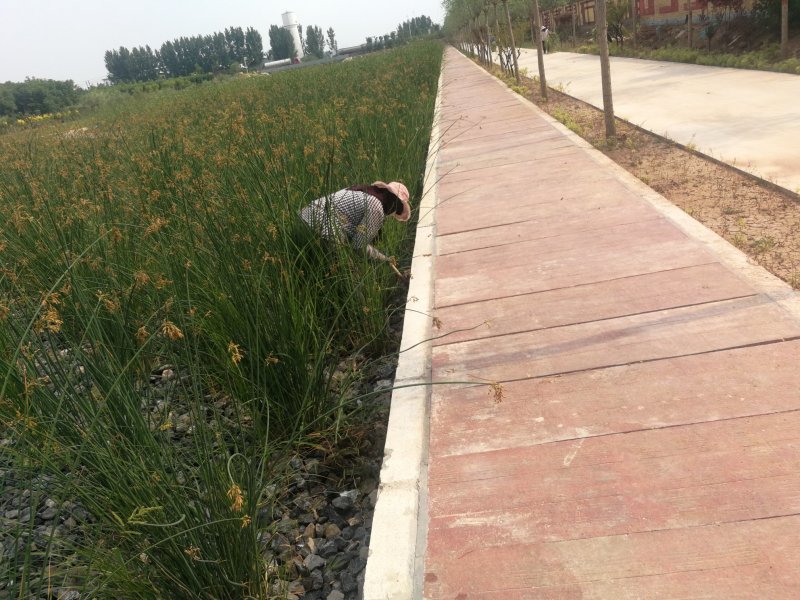水葱香蒲黄菖蒲千屈菜
