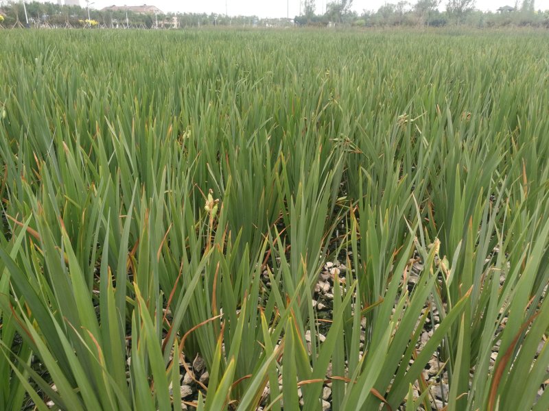 水葱香蒲黄菖蒲千屈菜