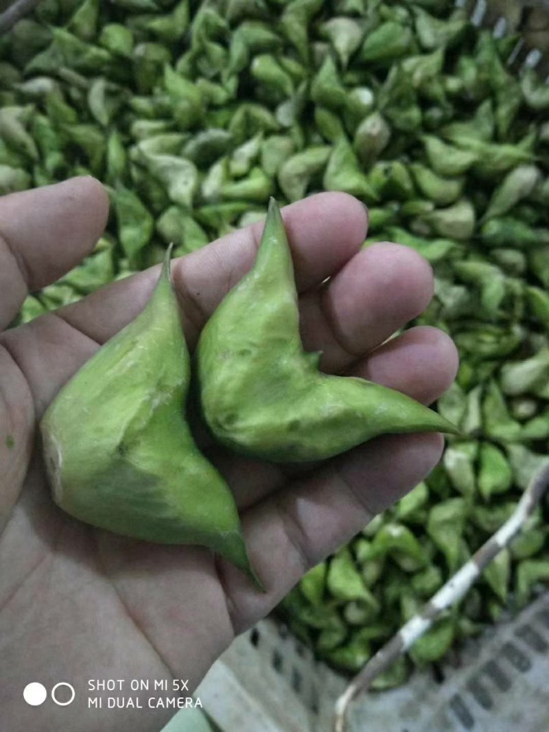 原产地菱角蕲春青皮菱角脱皮菱角大菱角牛角菱角