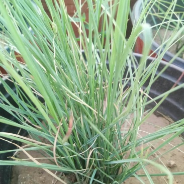 山东青州粉黛乱子草花海景观植物多年生地被植物