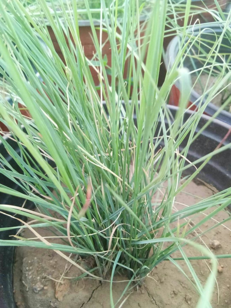 山东青州粉黛乱子草花海景观植物多年生地被植物