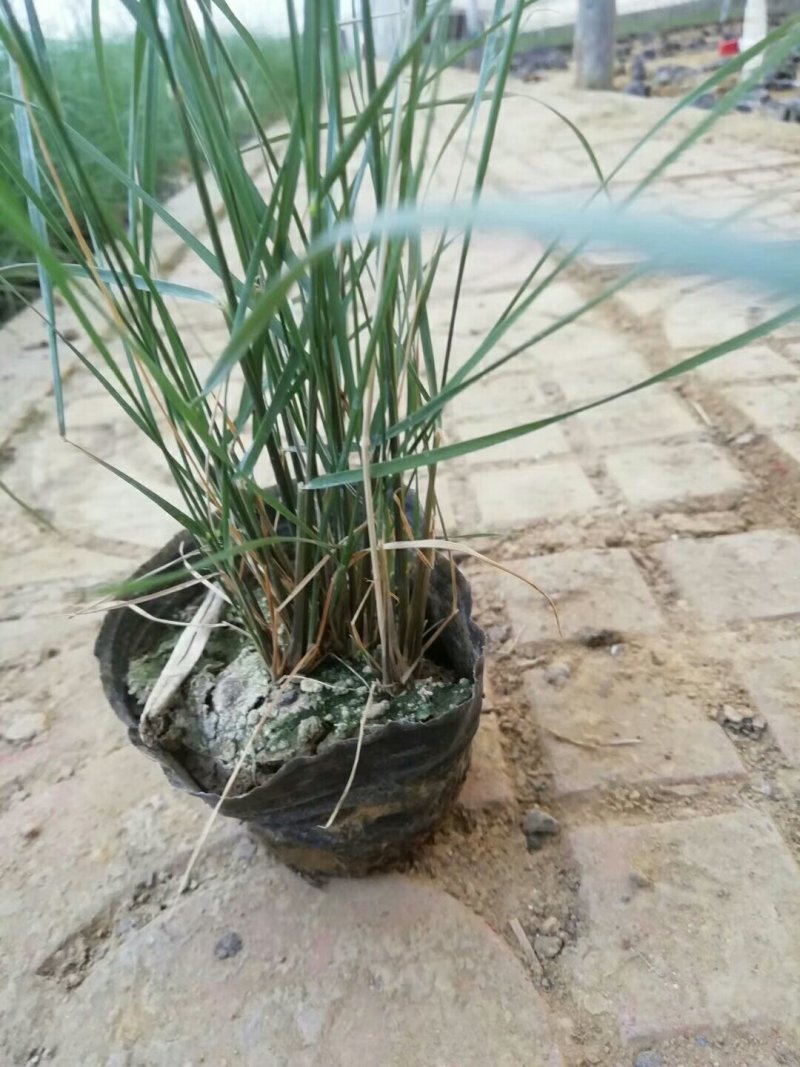 山东青州粉黛乱子草花海景观植物多年生地被植物