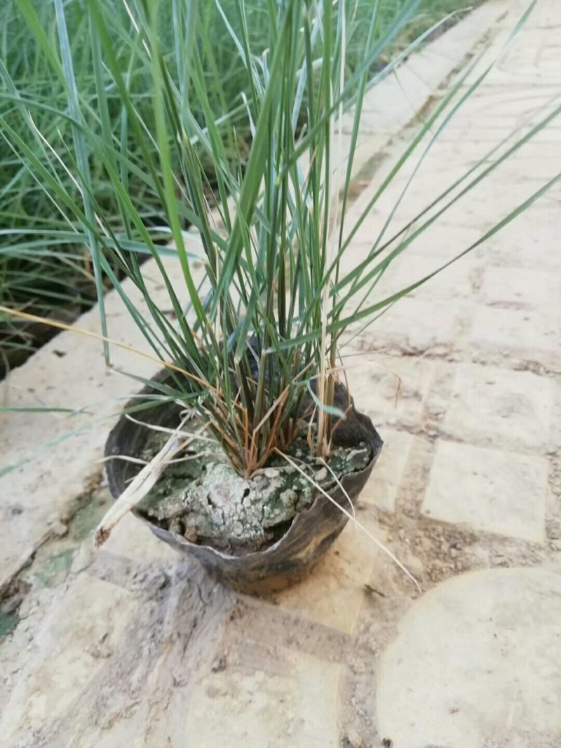 山东青州粉黛乱子草花海景观植物多年生地被植物