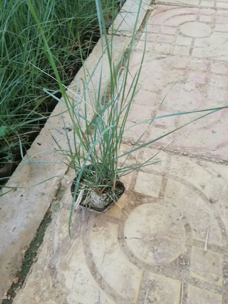 山东青州粉黛乱子草花海景观植物多年生地被植物