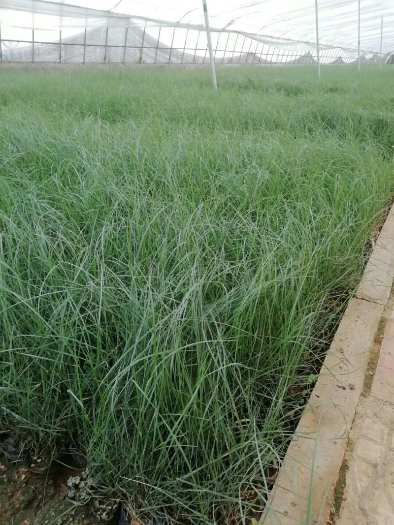 山东青州粉黛乱子草花海景观植物多年生地被植物