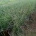 山东青州粉黛乱子草花海景观植物多年生地被植物