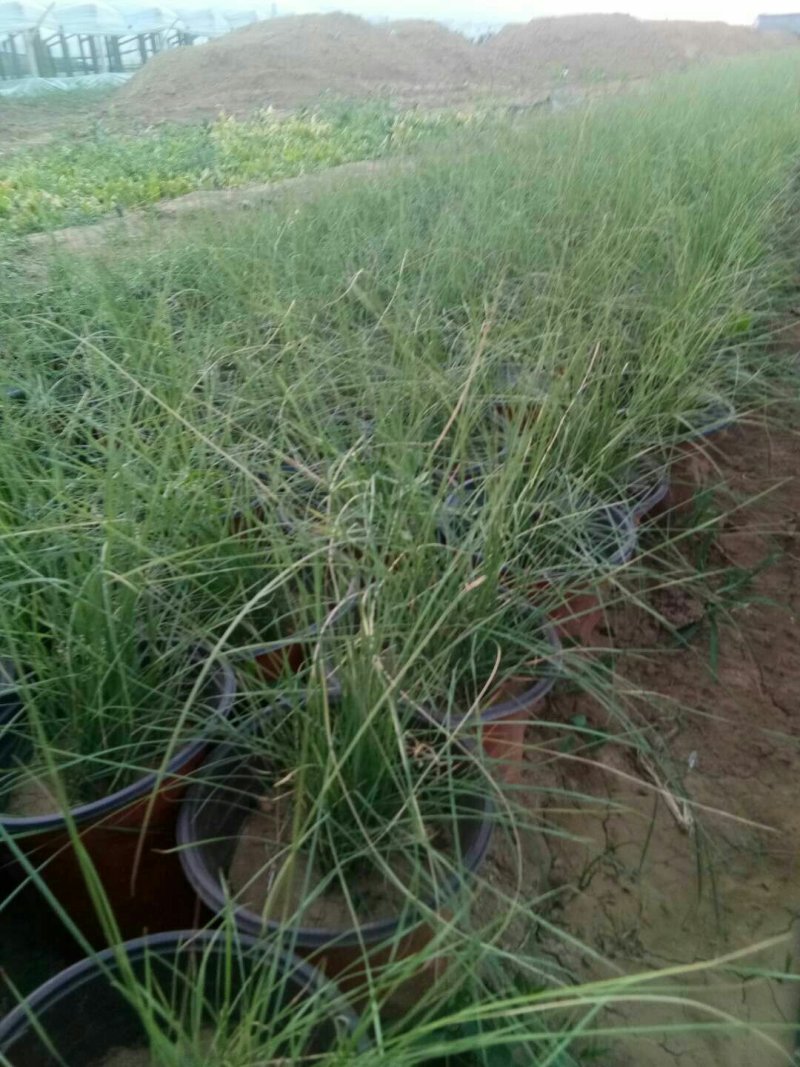 山东青州粉黛乱子草花海景观植物多年生地被植物