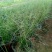 山东青州粉黛乱子草花海景观植物多年生地被植物