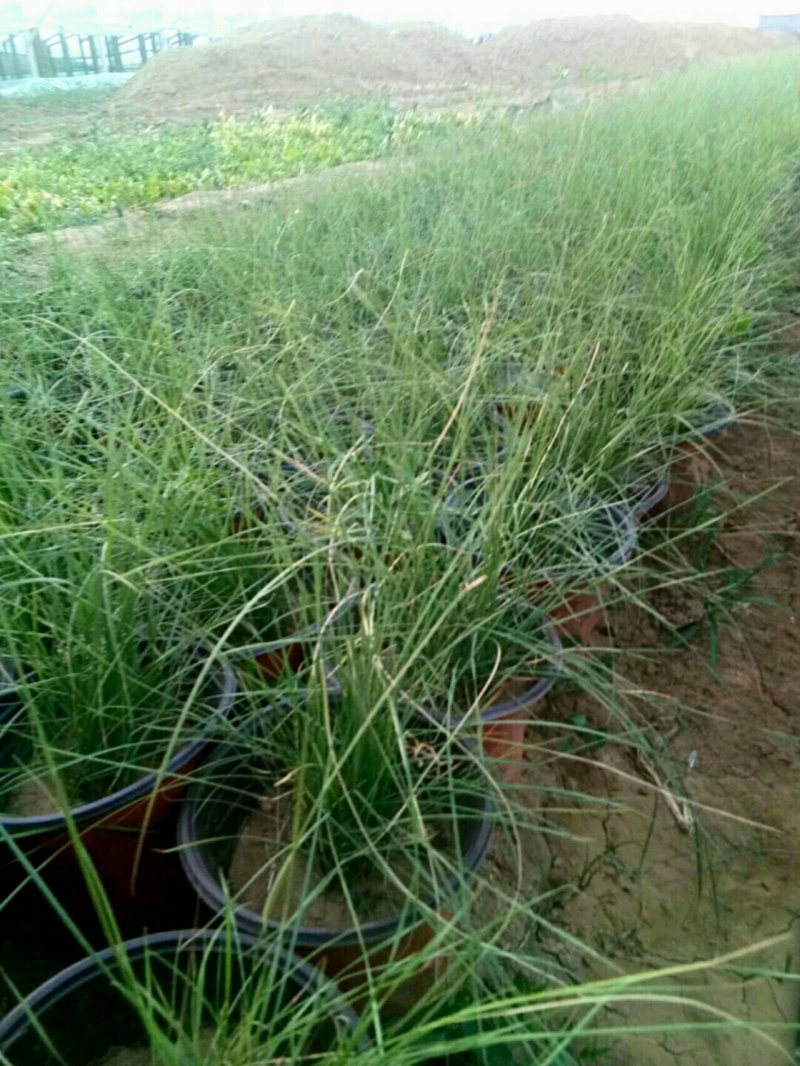 山东青州粉黛乱子草花海景观植物多年生地被植物
