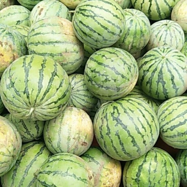 麒麟西瓜