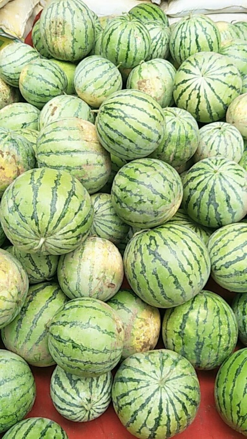 麒麟西瓜