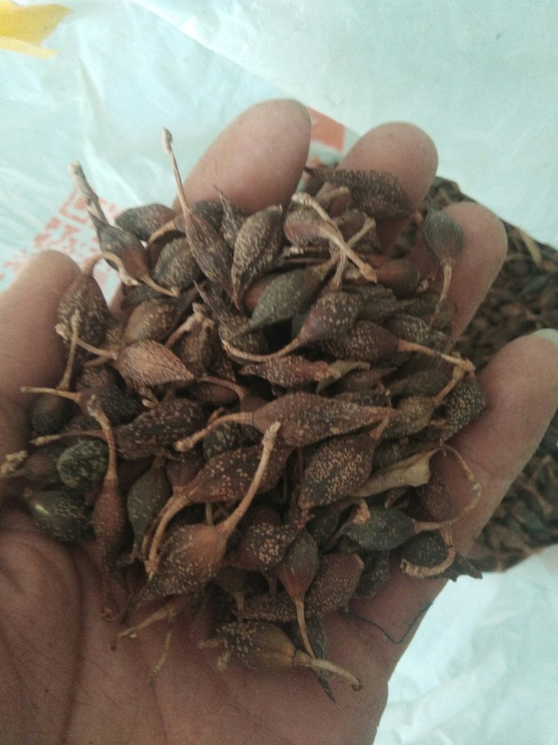 连翘，生晒，水煮，无籽黄翘，无硫