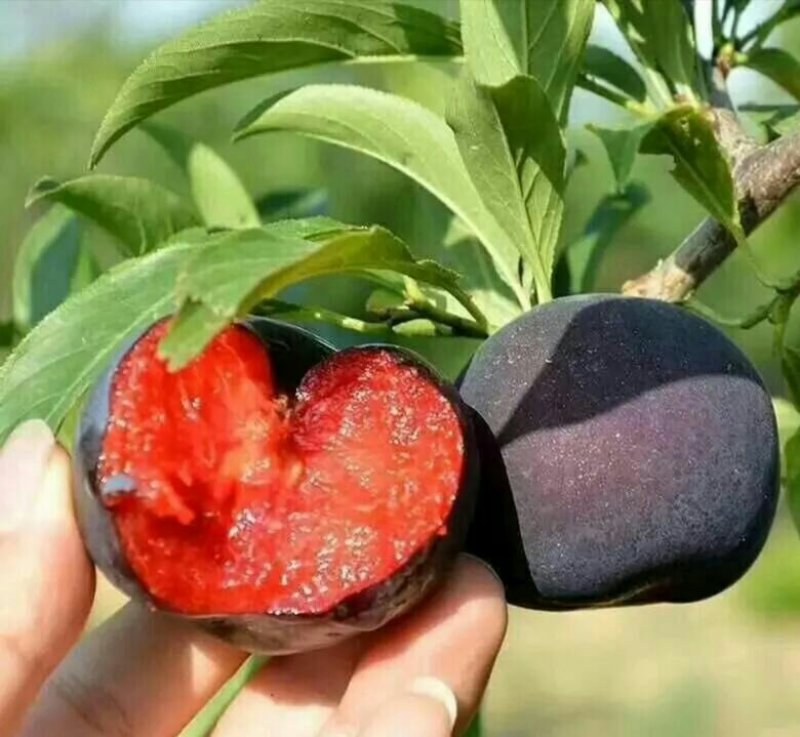 李子黑巨李李王