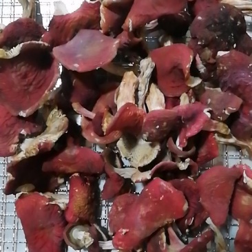 云南野生红菇