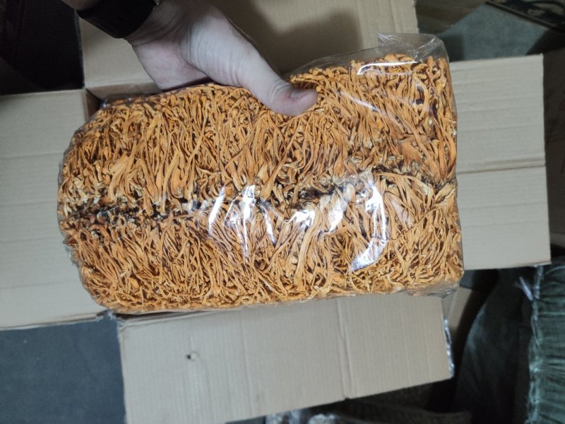 沈阳虫草花排草