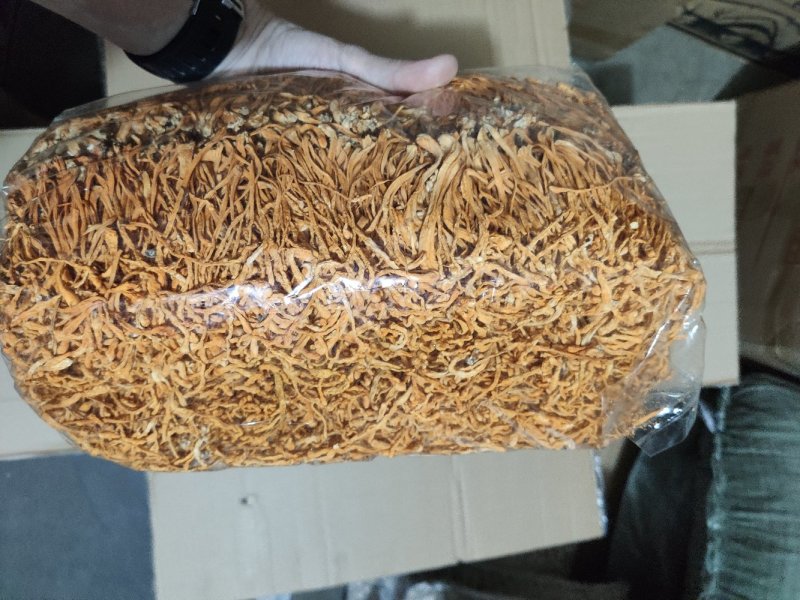沈阳虫草花排草