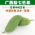 桂七