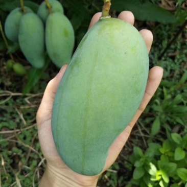 桂七