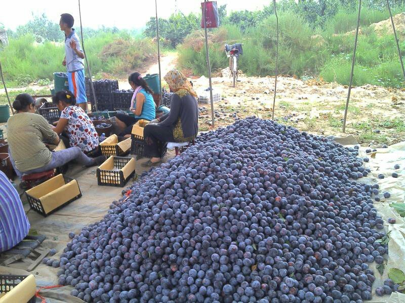 李子黑布林黑巨李