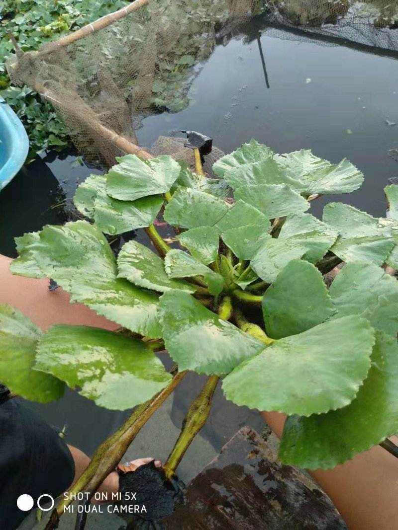 原产地菱角蕲春青皮菱角脱皮菱角大菱角牛角菱角
