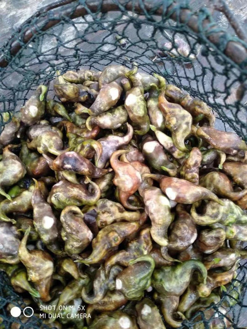 菱角米大别山湖北黄冈蕲春菱角肉老菱角嫩菱角