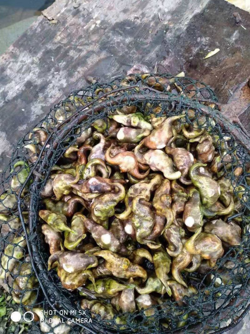 菱角米大别山湖北黄冈蕲春菱角肉老菱角嫩菱角