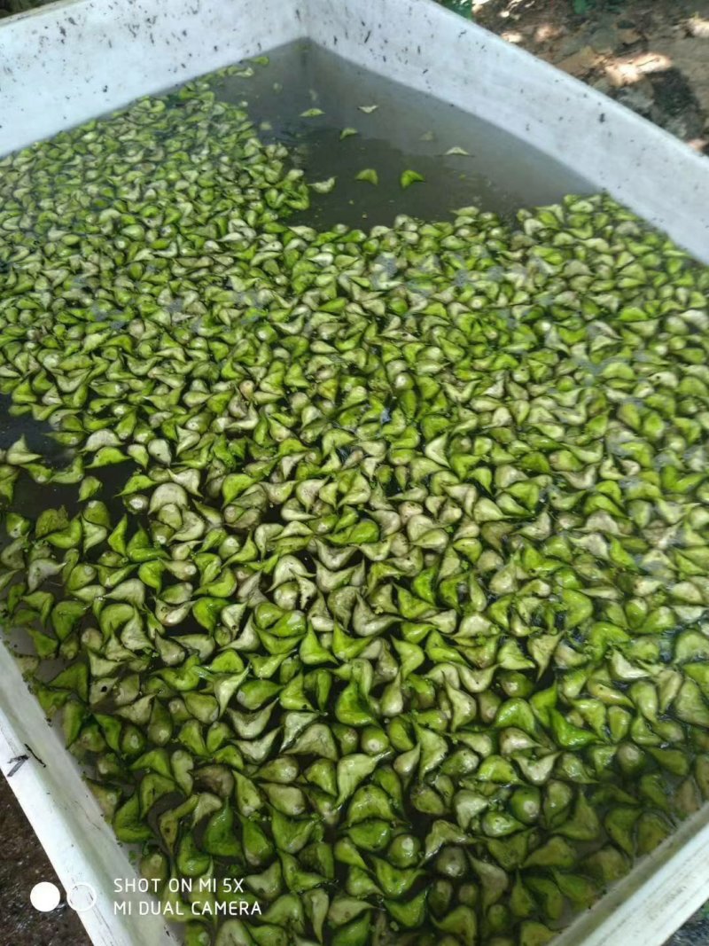 菱角米大别山湖北黄冈蕲春菱角肉老菱角嫩菱角