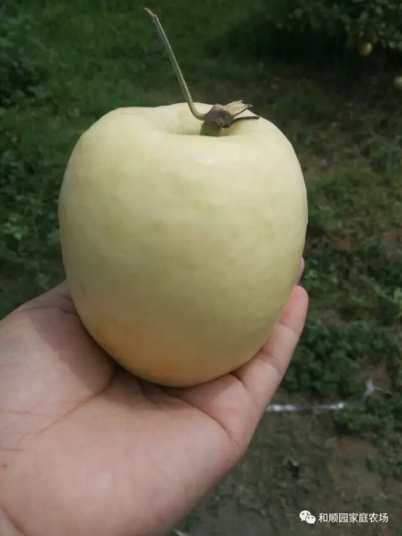 华硕苹果