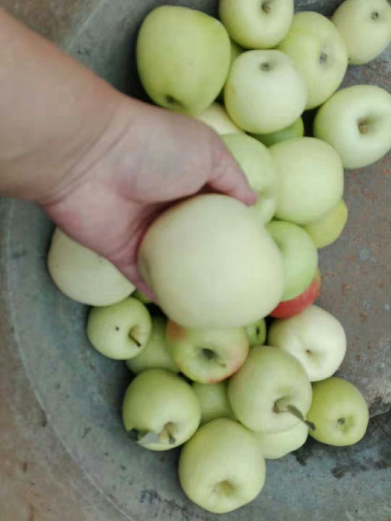 华硕苹果