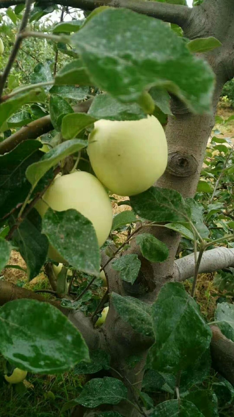 华硕苹果