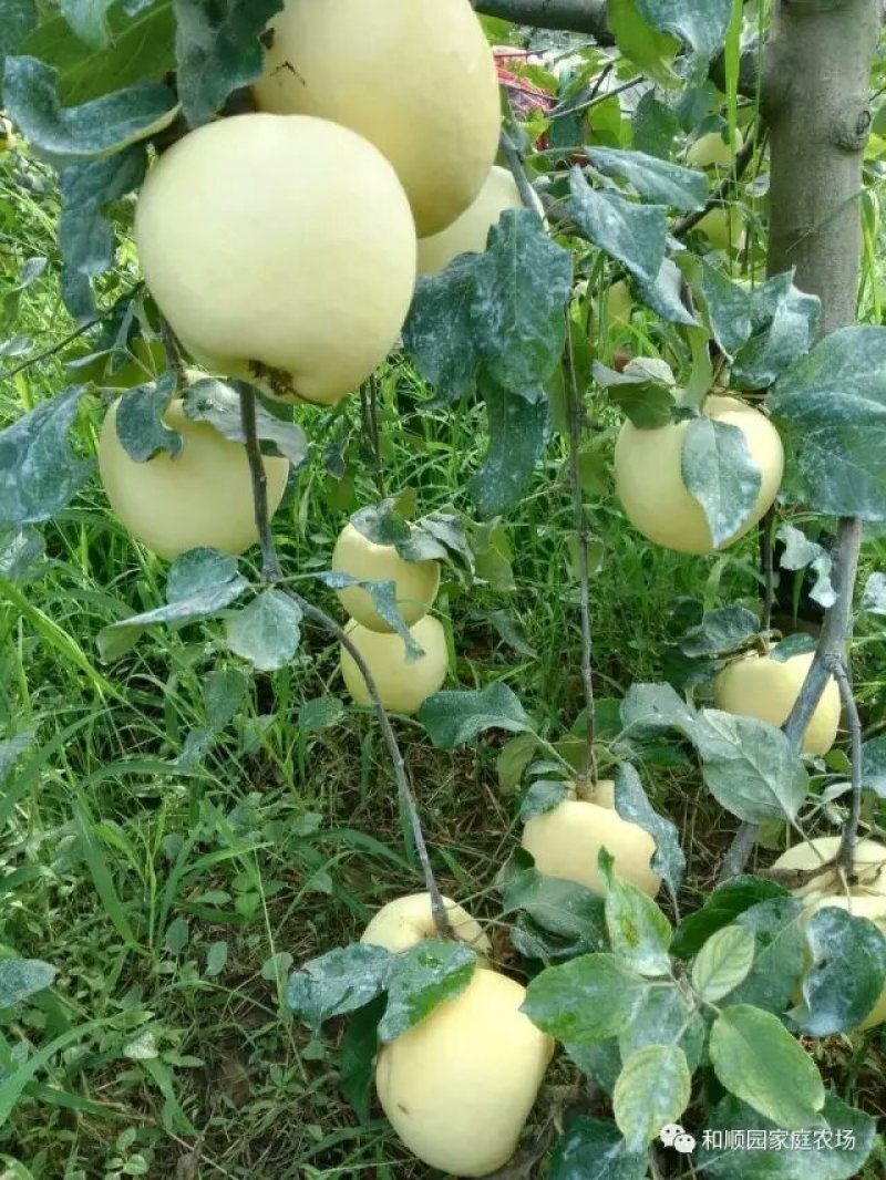 华硕苹果