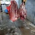 驴肉