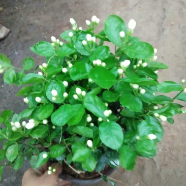茉莉花盆栽