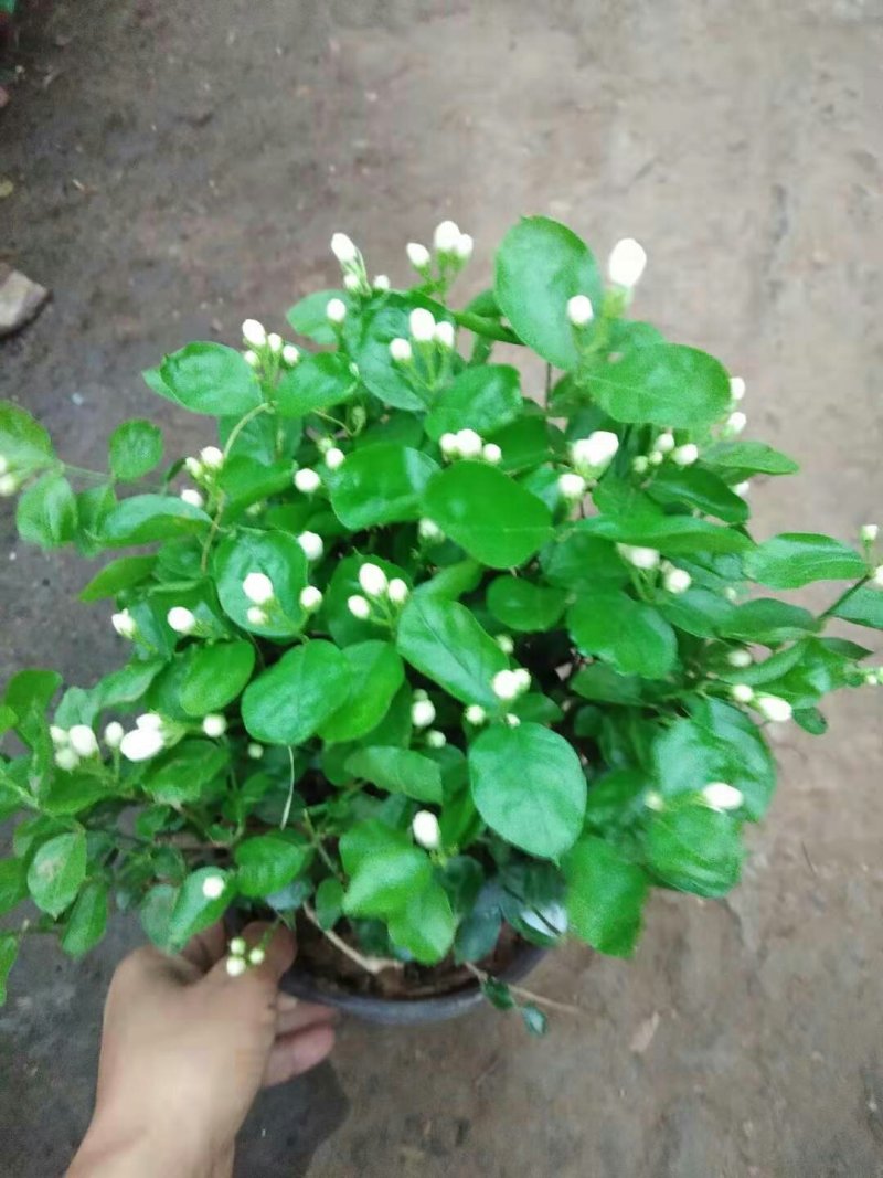 茉莉花盆栽