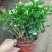 茉莉花盆栽