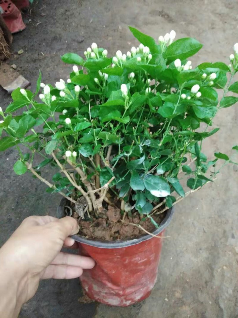 茉莉花盆栽