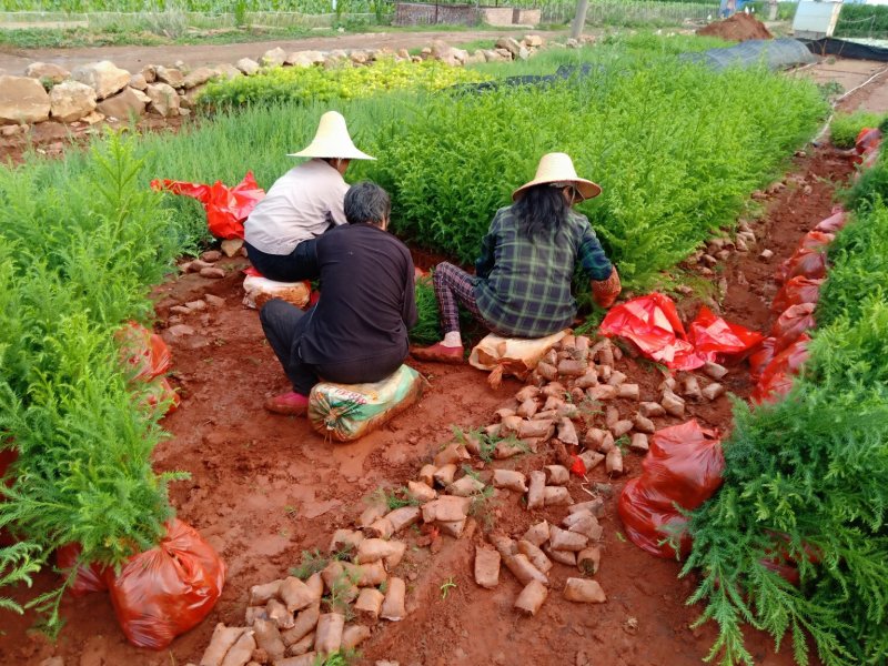 马尾杉《柳杉》杉树，基地直销，技术指导，成活率高