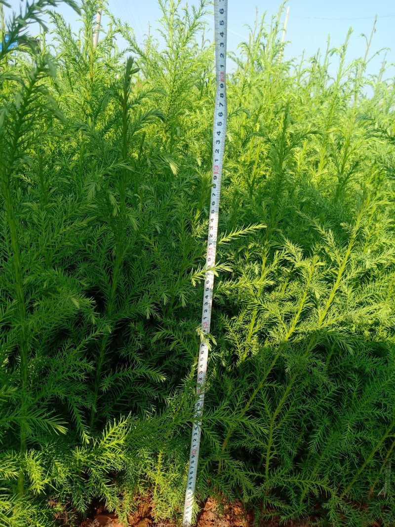 马尾杉《柳杉》杉树，基地直销，技术指导，成活率高
