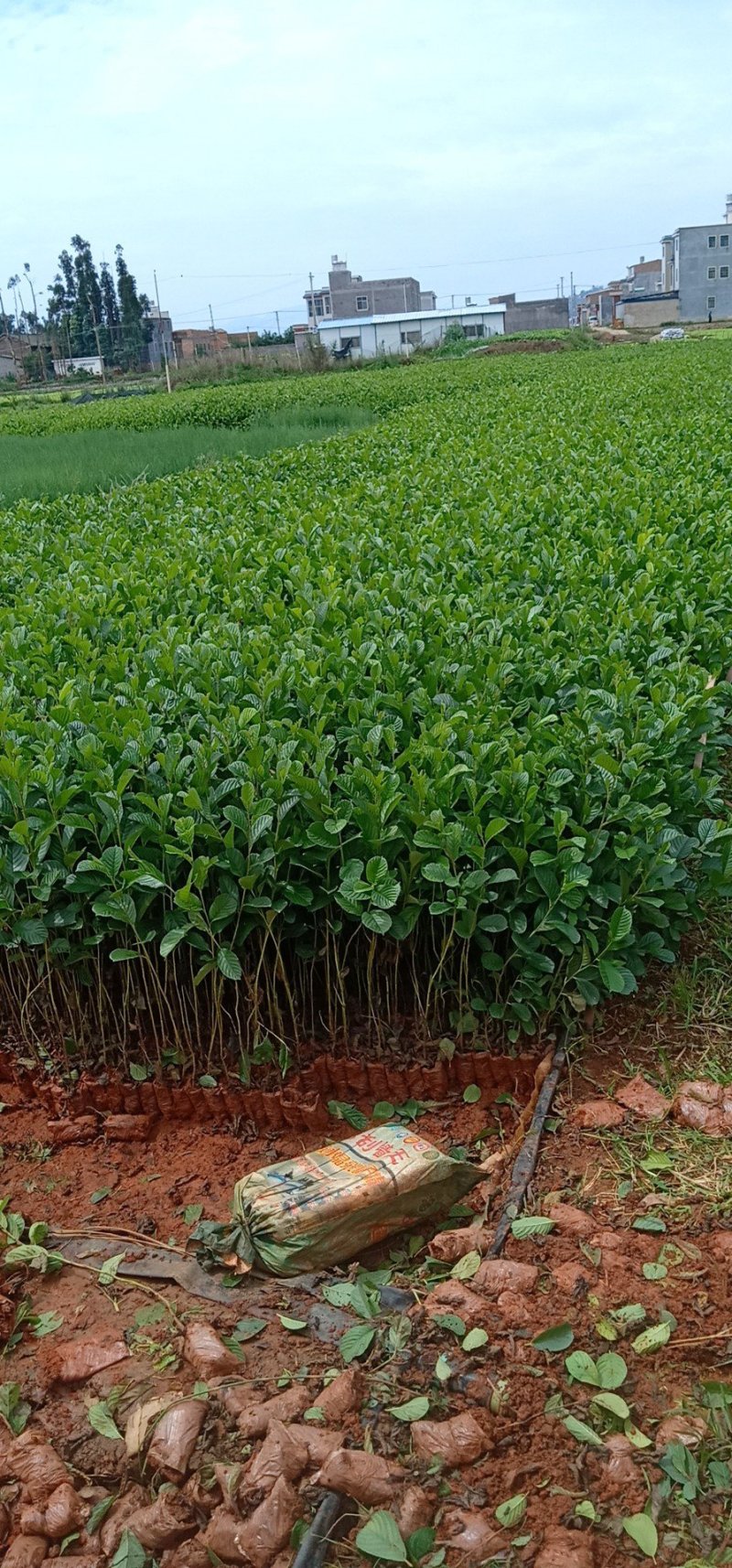 旱冬瓜树苗，桤木苗，水东瓜苗，苗圃直销，证件齐全