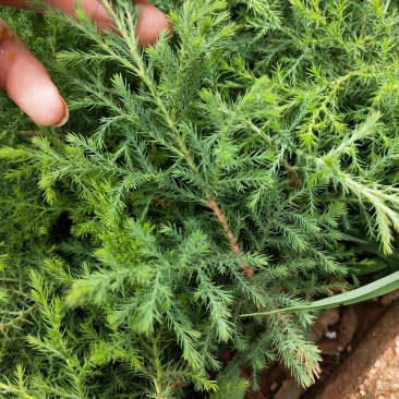 藏柏苗墨西哥柏苗圃直达证件齐全