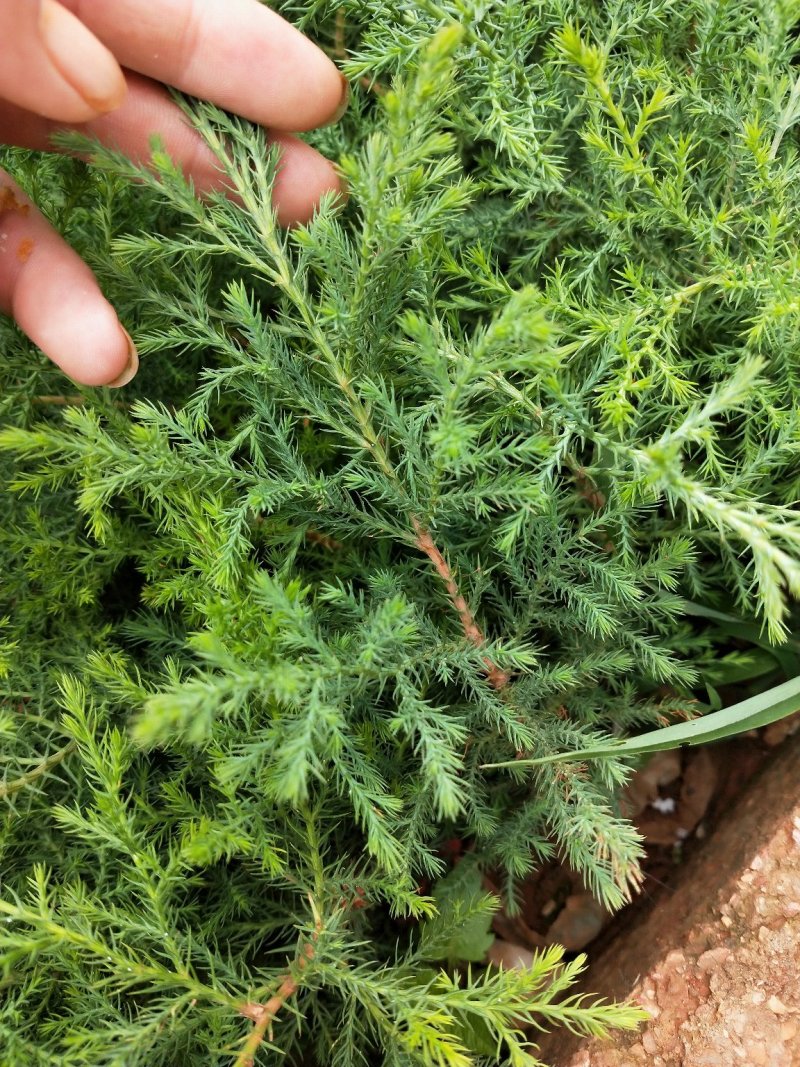 藏柏苗墨西哥柏苗圃直达证件齐全
