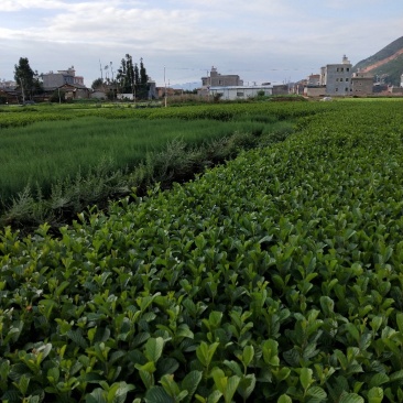 冬瓜苗桤木树苗水冬瓜树川滇桤木冬瓜树苗