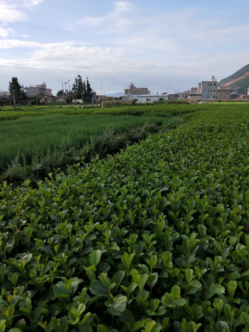 冬瓜苗桤木树苗水冬瓜树川滇桤木冬瓜树苗