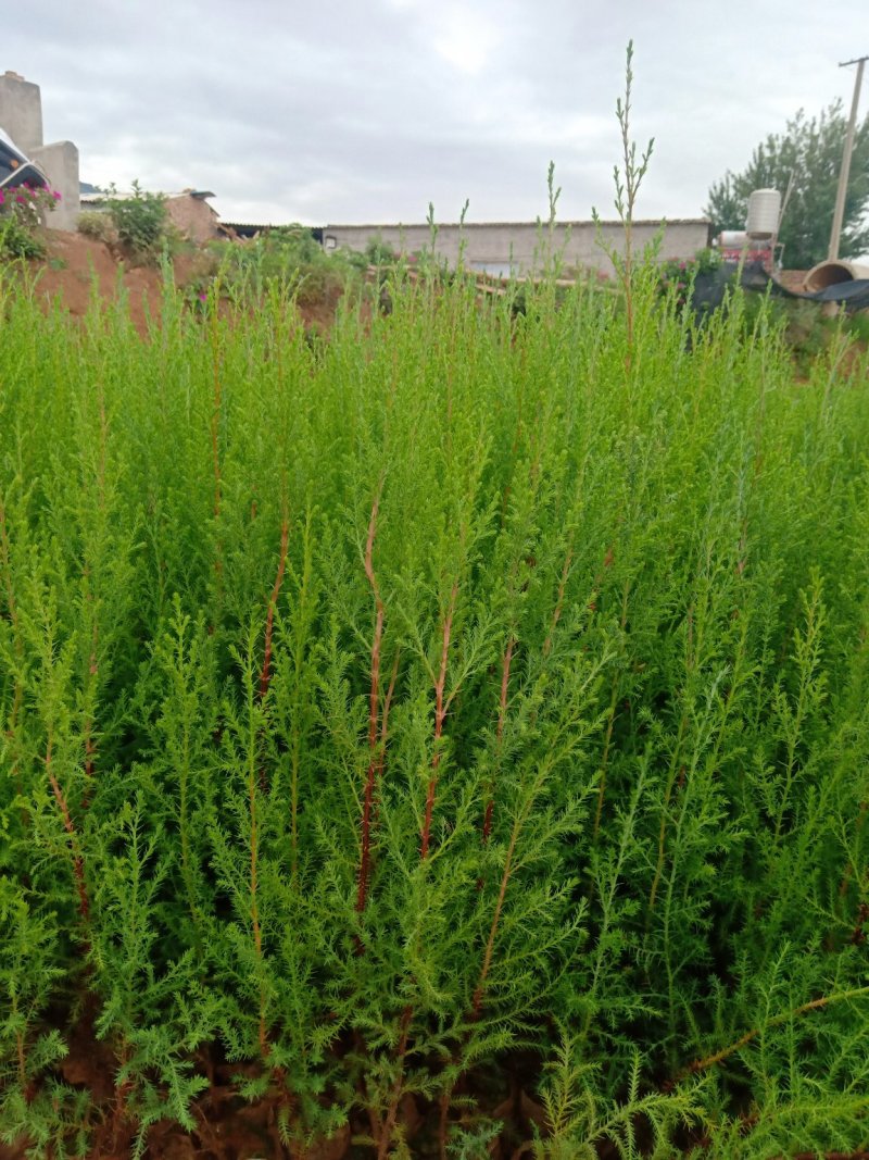 藏柏，墨西哥柏，柏树苗，基地直销，技术指导