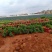 藏柏，墨西哥柏，柏树苗，基地直销，技术指导