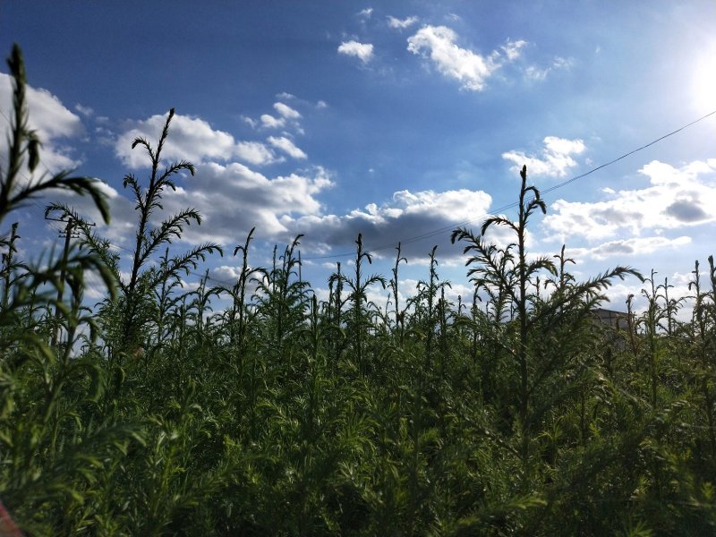 柳杉苗孔雀杉苗圃直供规格齐全