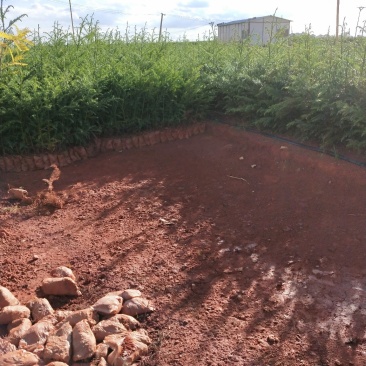 柳杉苗孔雀杉苗圃直供规格齐全