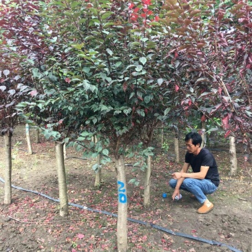 美人梅10-18公分，规格齐全，质量保证