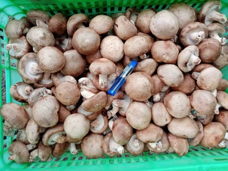鲜香菇
