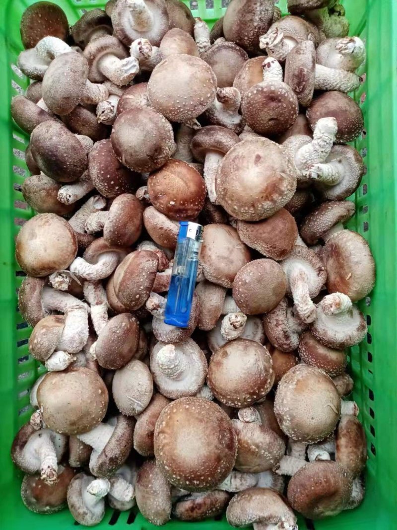 鲜香菇